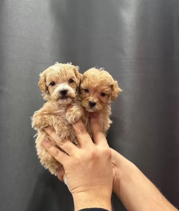 Avuc Icine Sıgan Sevgi Yumakları Kıvırcık Maltipoo