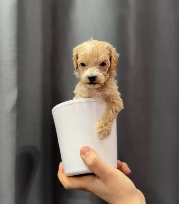 Avuc Icine Sıgan Safkan Maltipoo