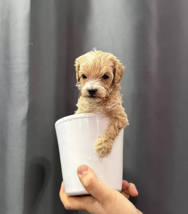 Avuc Icine Sıgan Safkan Maltipoo