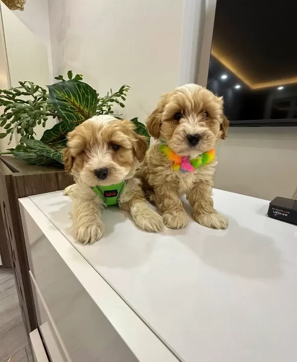 Harika Mini Maltipo Yavrularımız