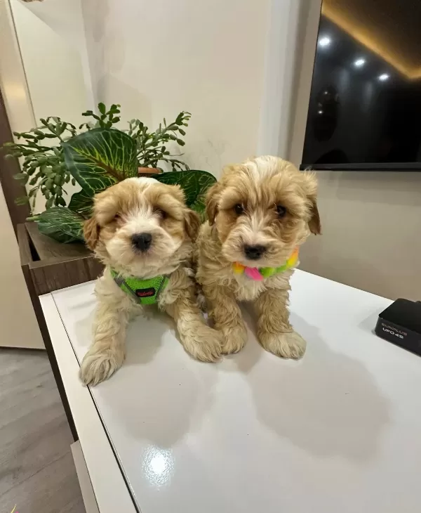 Harika Mini Maltipo Yavrularımız