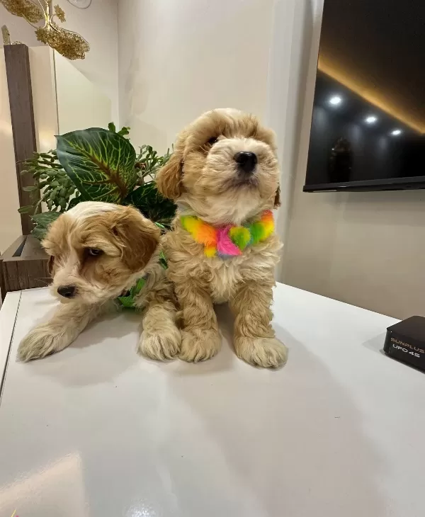 Harika Mini Maltipo Yavrularımız