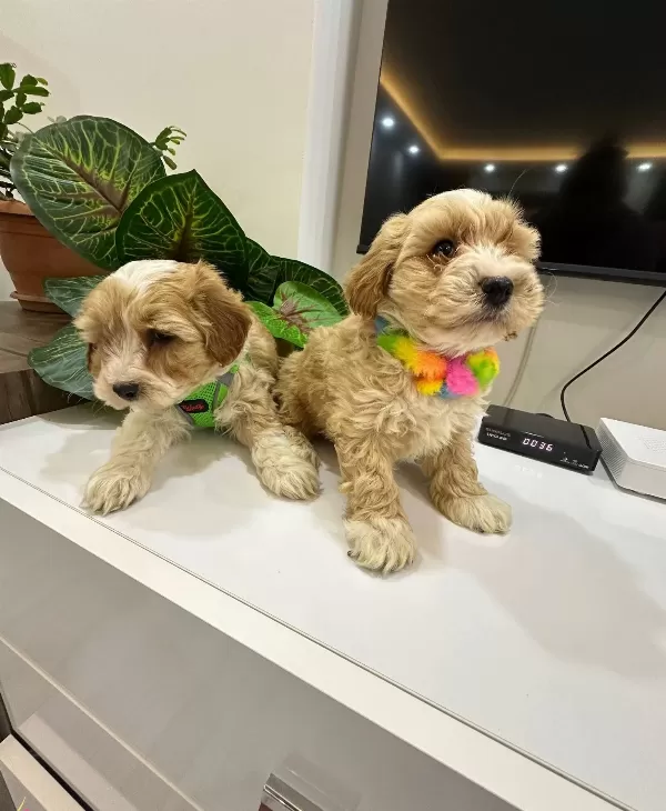 Harika Mini Maltipo Yavrularımız