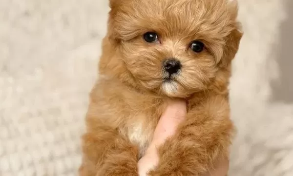 Ev Ortamında Yetismis Maskot Surat Red Toy Poodle Yavrusu