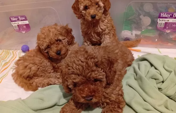 Ev Ortamında Buyuyen Tuvalet Eğitimli Orijinal Toy Poodle