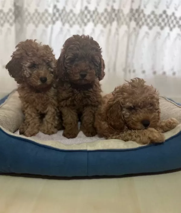 Ev Ortamında Buyuyen Tuvalet Eğitimli Orijinal Toy Poodle