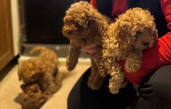 Ev Ortamında Buyuyen Tuvalet Eğitimli Orijinal Toy Poodle