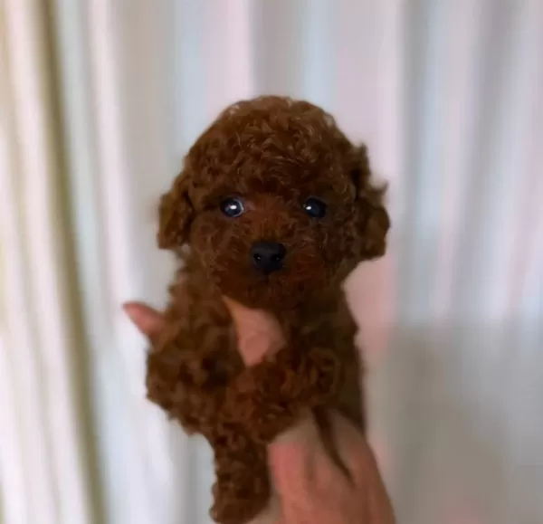 Kıpkırmızı Red Toy Poodle Yavruları Akıllı Ve tüy Dokmez