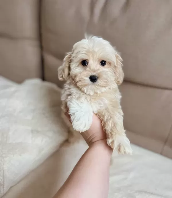 Maltese Terrier Ev Uretimi Akıllı Ve tüy Dokmeyen Yavrular