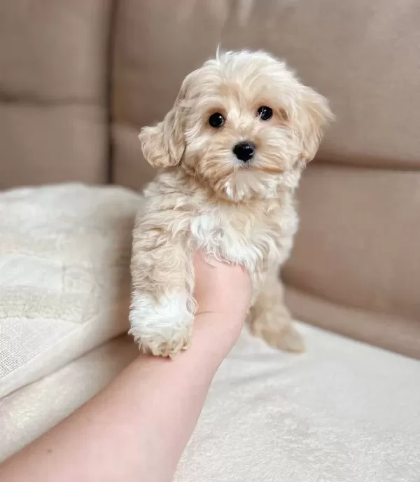 Maltese Terrier Ev Uretimi Akıllı Ve tüy Dokmeyen Yavrular