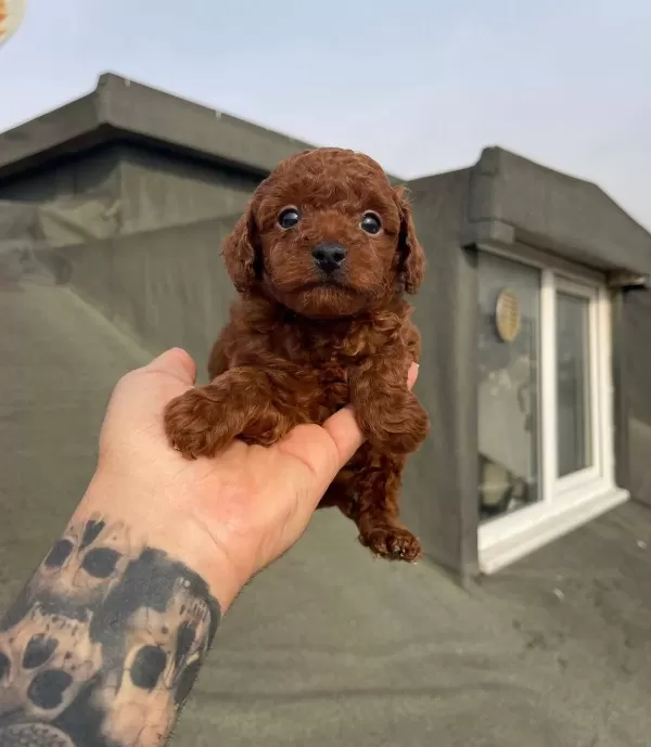Dark Red Brown Mikro Poodle Karakteriyle Buyuleyen Dostunuz