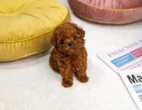Garantili Mini Kore Bebekyuz Toy Poodle Bebekler