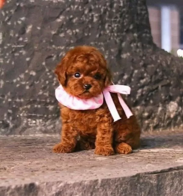 Garantili Mini Kore Bebekyuz Toy Poodle Bebekler