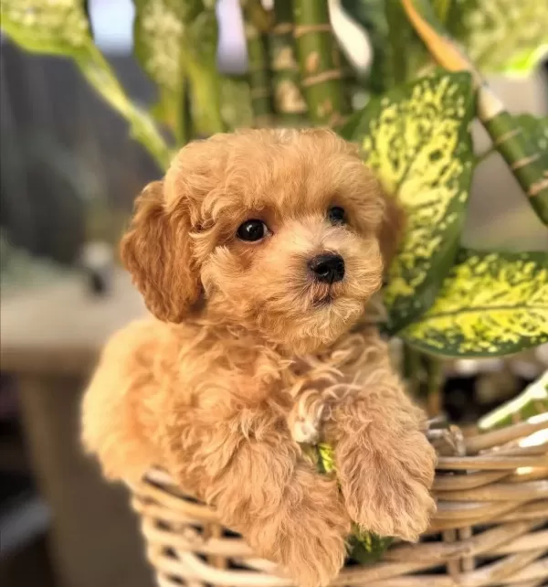 Saskın Bakıslı Oyuncak Maltipoo Sosyal Ortamların Yıldızı