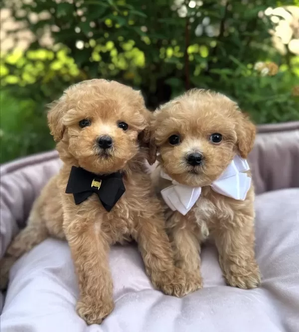 Sosyal Ortamın Yıldızı Teacup Maltipoo kardeşler