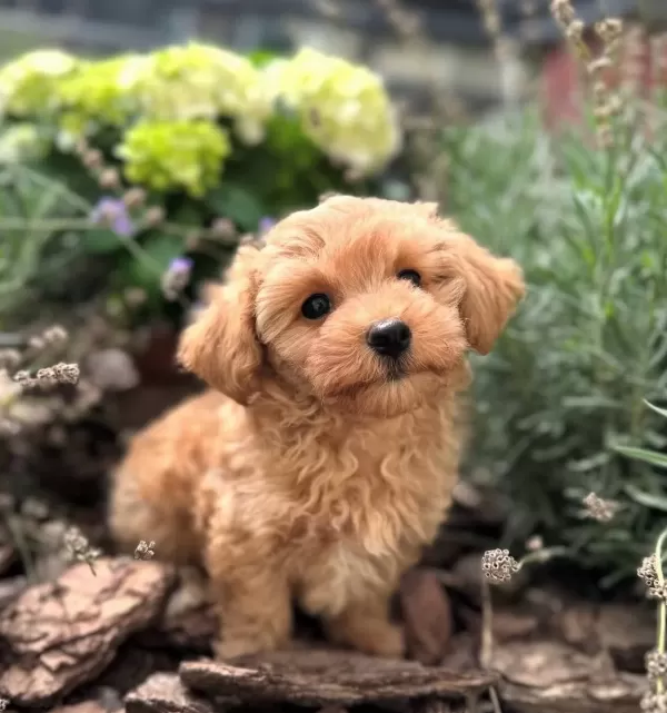 Saskın Bakıslı Bal Rengi Maltipoo Yavrumuz Yuva Arıyor