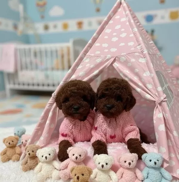 Ankaranın En Sosyal Minyaturleri Toy Poodle Yavruları