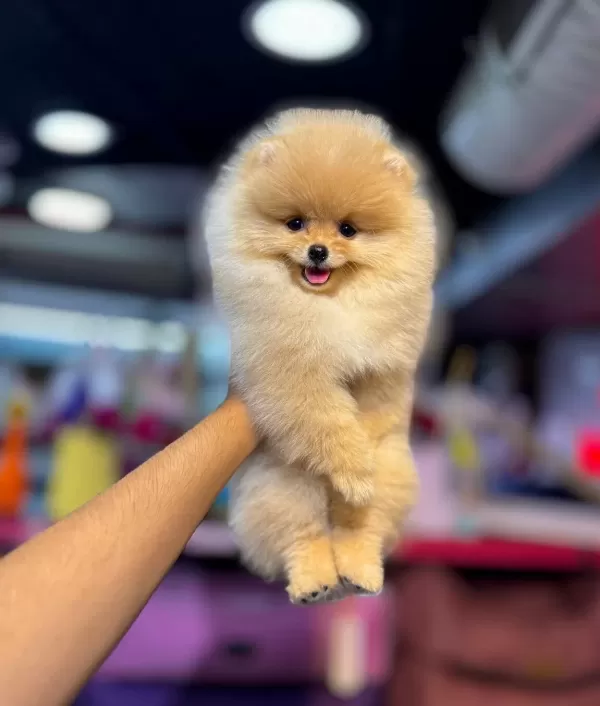 Ankara Cankayada Ayıcık Suratlı Beyaz Pomeranian Boo