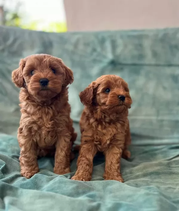 Ankara Cankayada Kızıl Bukleli Sampiyon Maltipoo Yavruları