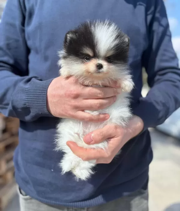 Kredi Kartına Taksitli Orjinal Maskeli Pomeranian Boo
