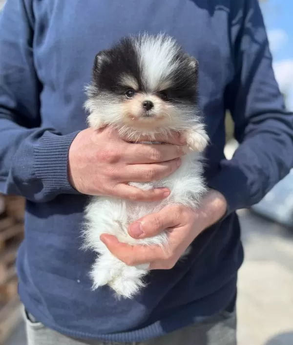 Kredi Kartına Taksitli Orjinal Maskeli Pomeranian Boo