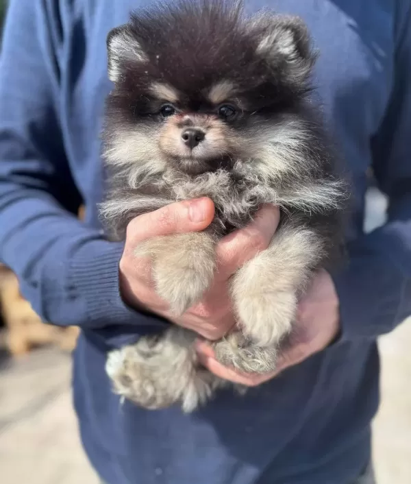 Kredi Kartına Taksitli Orjinal Maskeli Pomeranian Boo
