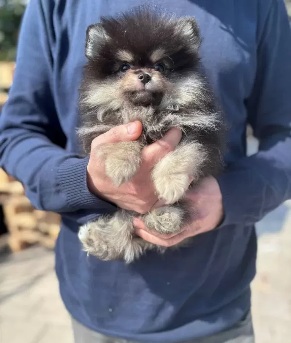 Kredi Kartına Taksitli Orjinal Maskeli Pomeranian Boo