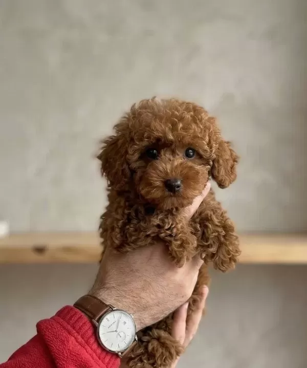 Red Toy Poodle Sevimli Yavrular Ev Uretimi