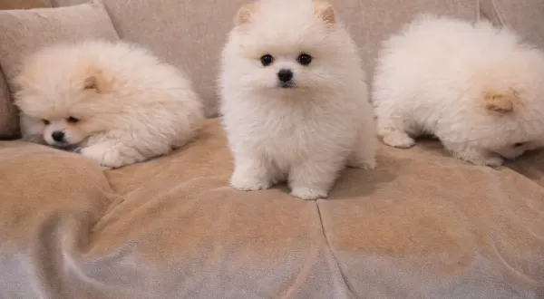 Bulut Kadar Yumusak Kusursuz Formda Pomeranian Boo