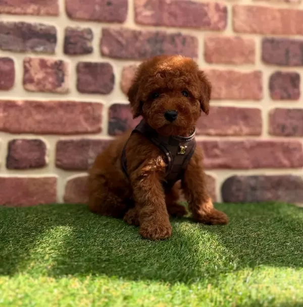 Tarcın Tonlu Pelus Kurklu Toy Poodle Yavruları Mikro Surat