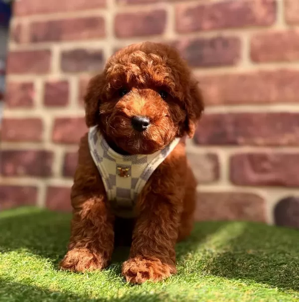 Karamel Tonlu Ipeksi Tuylu Mini Toy Poodle Safkan