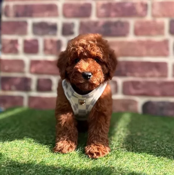 Karamel Tonlu Ipeksi Tuylu Mini Toy Poodle Safkan
