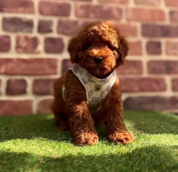 Karamel Tonlu Ipeksi Tuylu Mini Toy Poodle Safkan