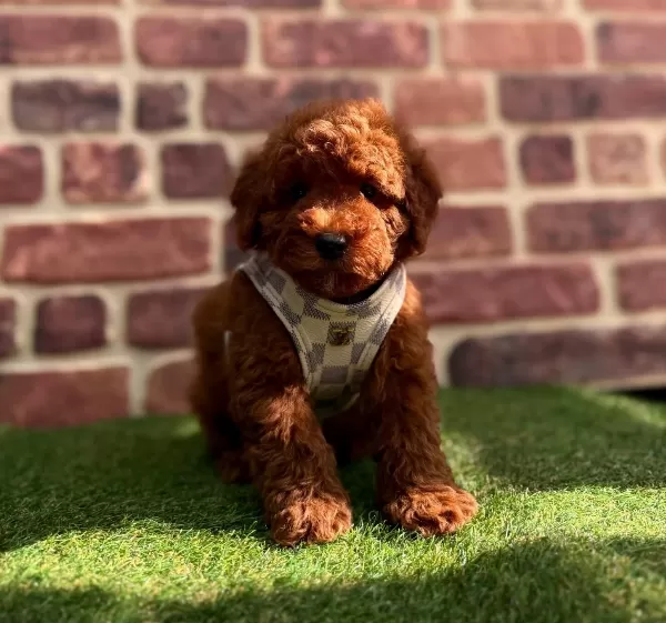 Karamel Tonlu Ipeksi Tuylu Mini Toy Poodle Safkan