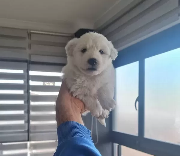 Antialerjik Tuylere Sahip Minyatür Maltese Terrier