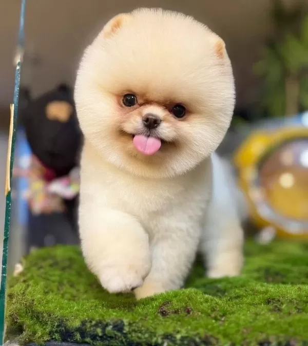 Kar Beyazı Ayı Surat Pomeranian Boo