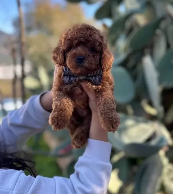 Kıvırcık Kızıl Poodle Toy Yavru Akıllı Ve tüy Dokmez