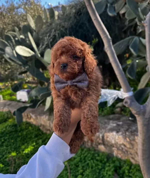 Kıvırcık Kızıl Poodle Toy Yavru Akıllı Ve tüy Dokmez