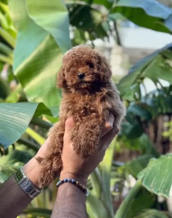 Kıvırcık Kızıl Poodle Toy Yavru Akıllı Ve tüy Dokmez