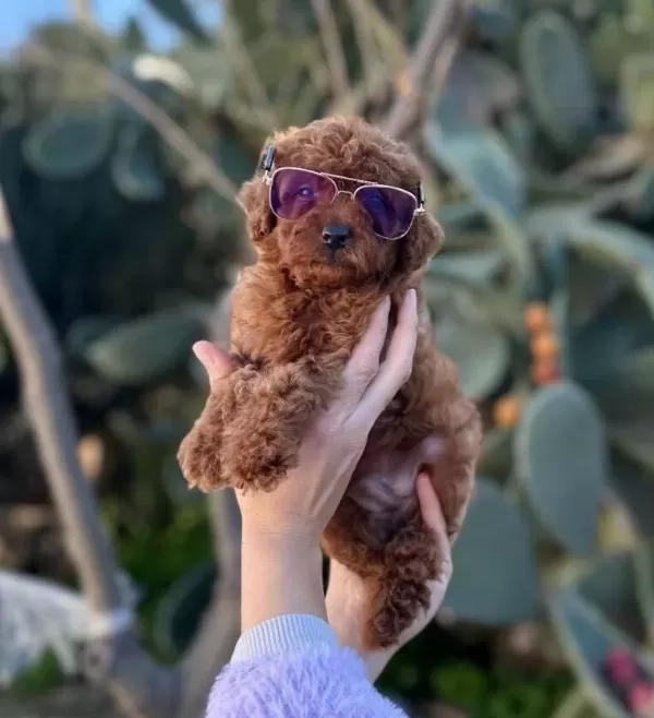 Kıvırcık Kızıl Poodle Toy Yavru Akıllı Ve tüy Dokmez