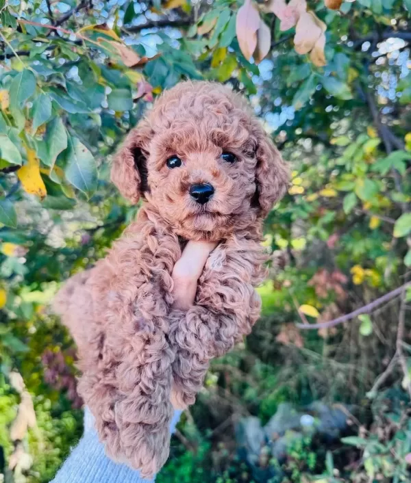 Kıvırcık Kızıl Poodle Toy Yavru Akıllı Ve tüy Dokmez