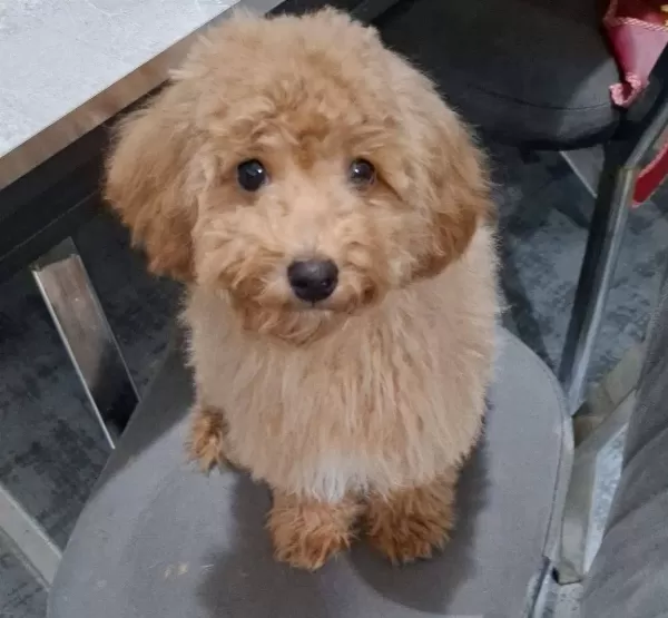 Oyuncu Maltipoo Bebek yüzlü Karakterli Arkadas