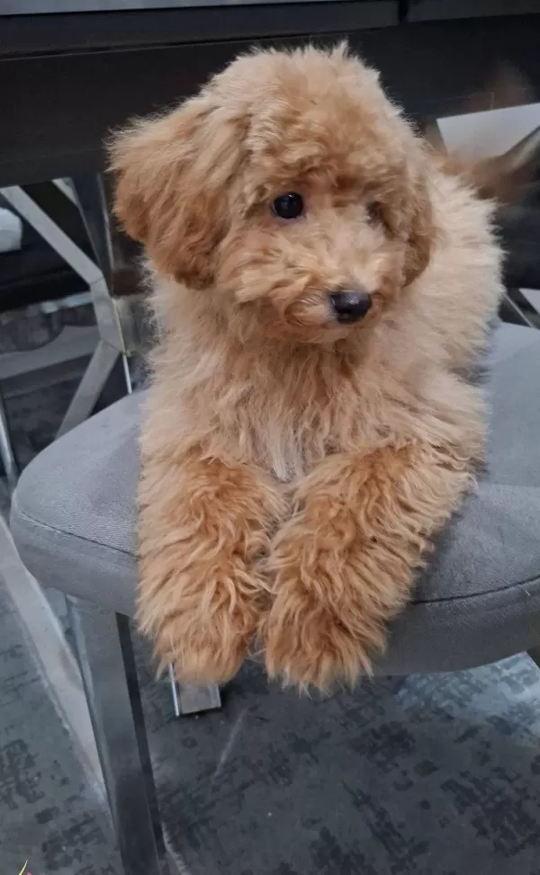 Oyuncu Maltipoo Bebek yüzlü Karakterli Arkadas