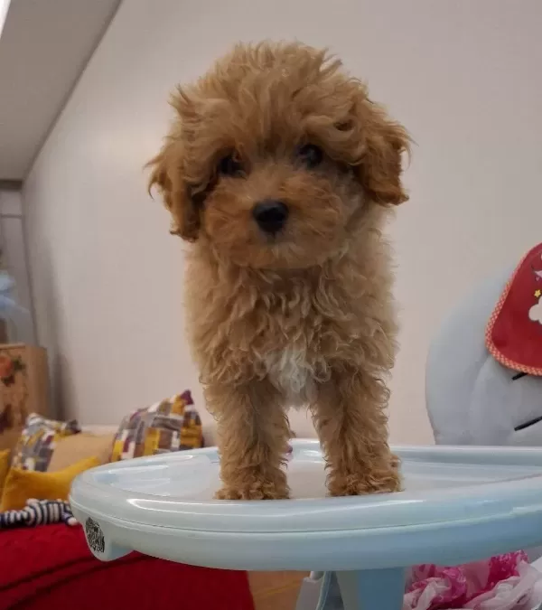 Oyuncu Maltipoo Bebek yüzlü Karakterli Arkadas