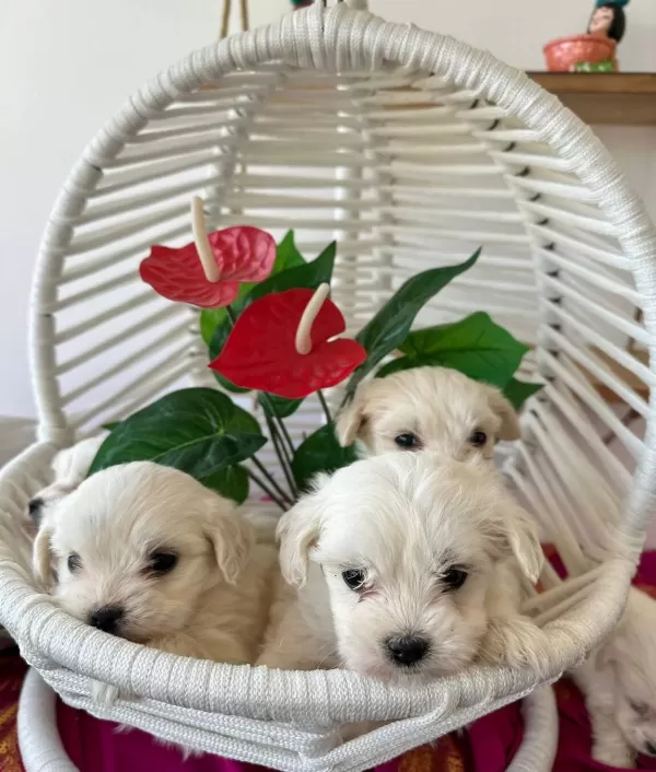 tüy Dokmeyen Hipoalerjenik Maltese Terrier Yavruları