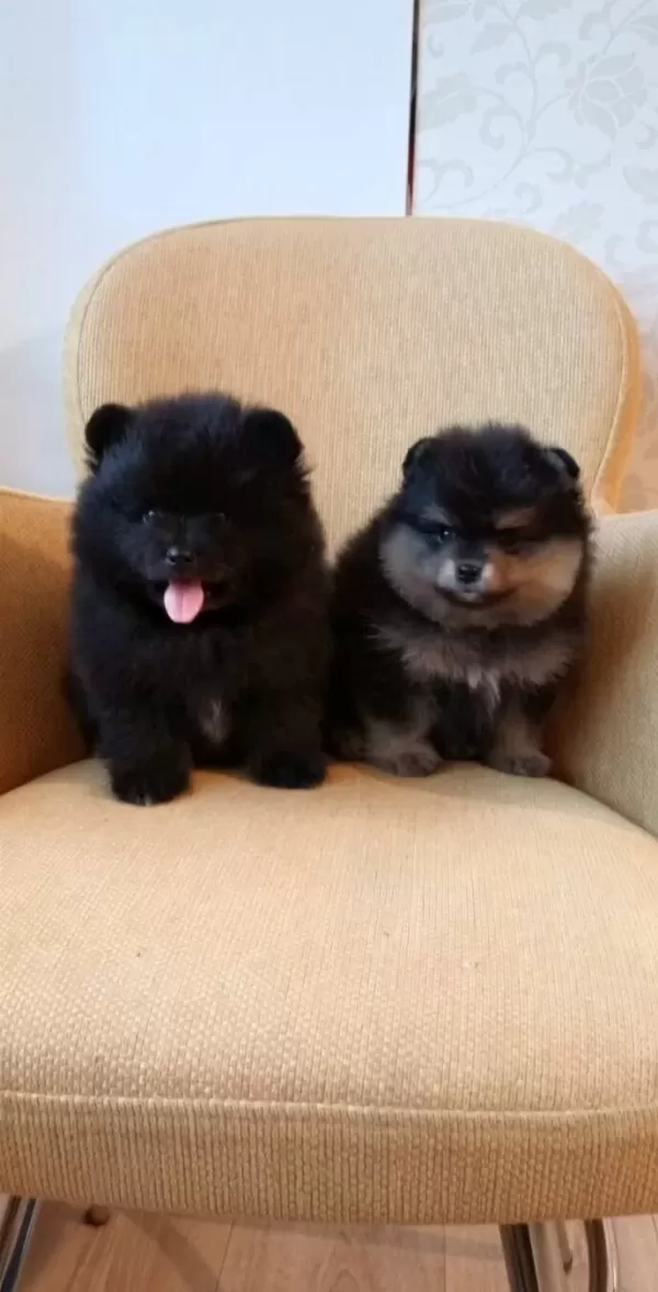 Komur Karası Ve Gumus Golgeli Pomeranian Boo Yavruları