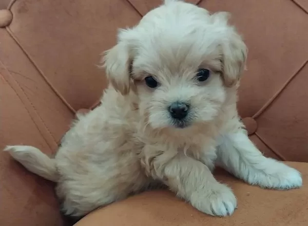 Sıfır Numara Maltipoo Bebekler