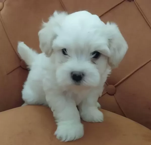 Sıfır Numara Maltipoo Bebekler