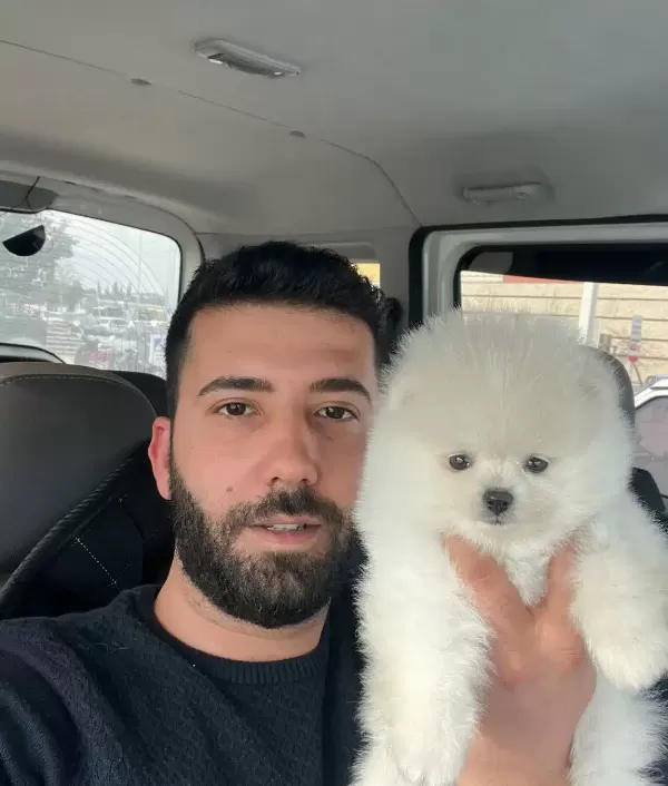 Pomeranian Boo Bebekler