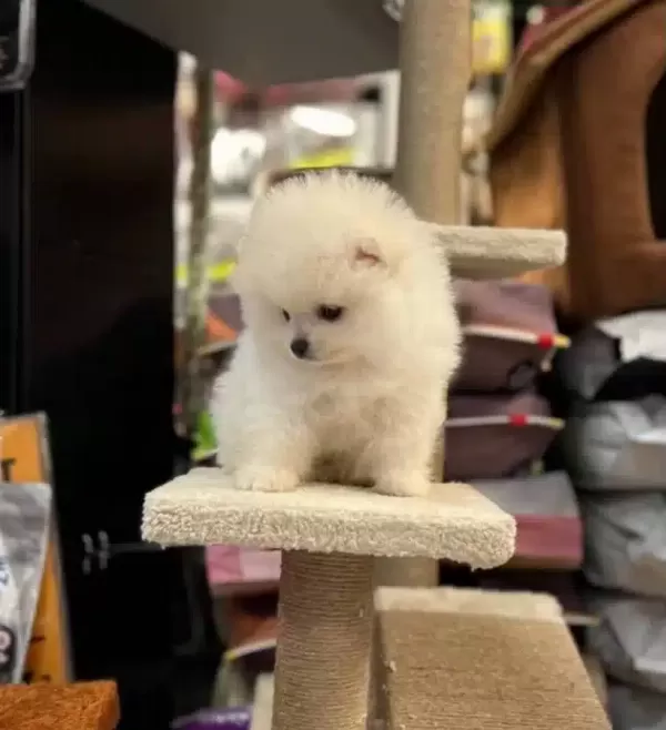 Pomeranian Boo Bebekler